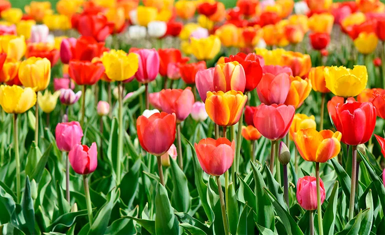 Tulipanomania in Parco Sigurtà